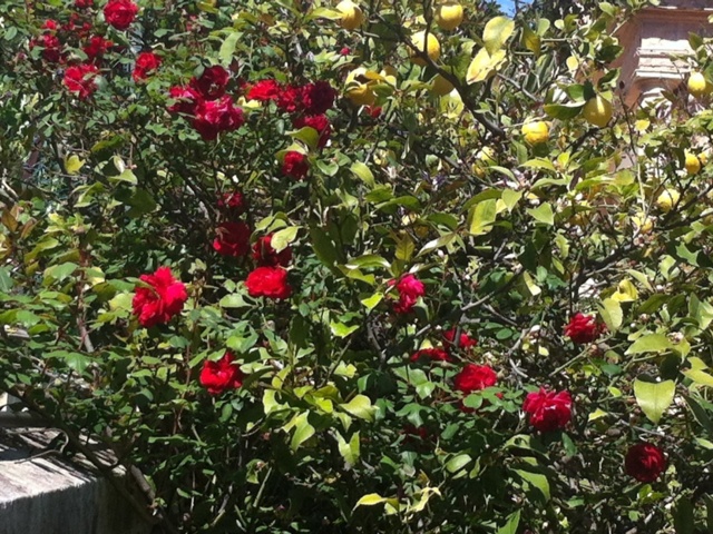 Les roses et les citrons du jardin